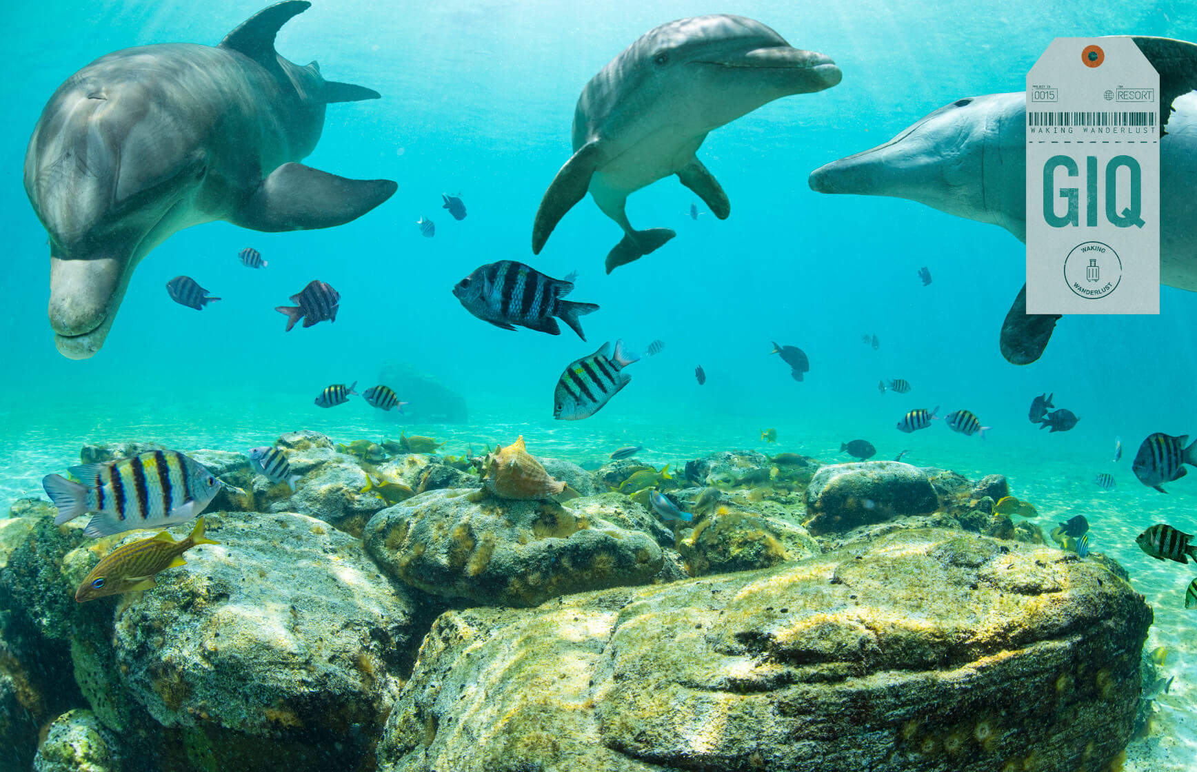 Dolphins